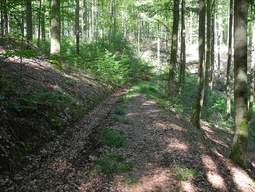 Rückeweg_3.3