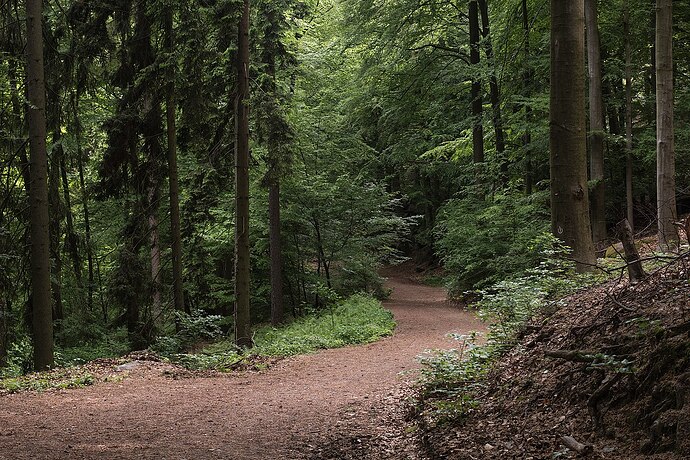 1200px-Forest_path_and_trees