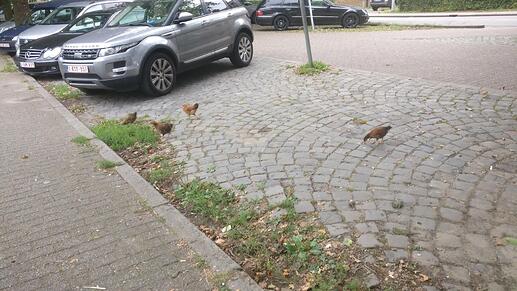 frei laufende Hühner Parkplatz Rue Saint Antoine