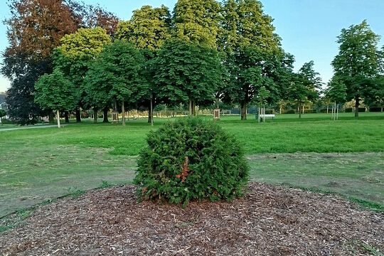 baum1
