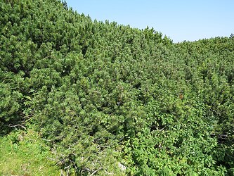 2018-08-29_(156)_Pinus_mugo_subsp._mugo_at_Rax,_Austria