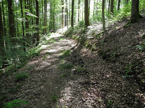 Rückeweg_3.2