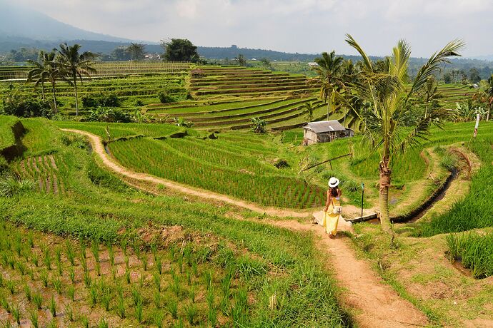 Rice fields in Jatiluwih, Bali, Indonesia