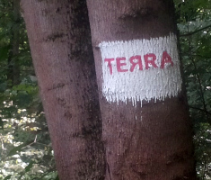 Terra_Trail_auf_Baum