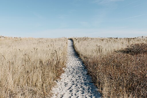 Sand path through grass field (Unsplash)